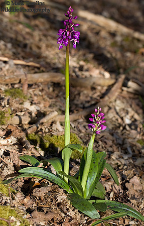 Early-Purple Orchid (Orchis mascula