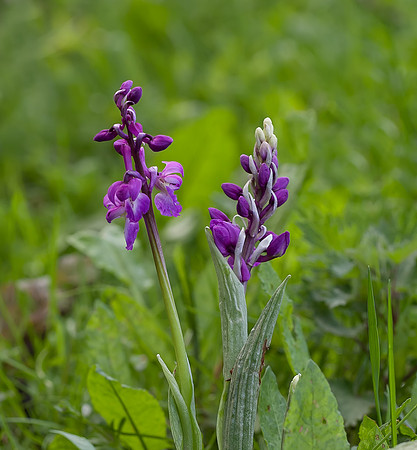 Early-Purple Orchid (Orchis mascula)