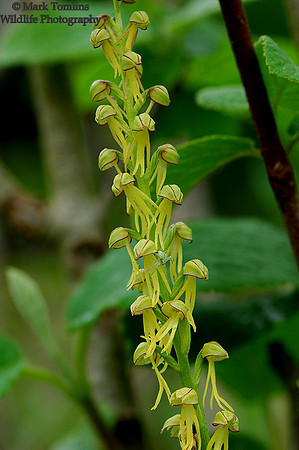 Man Orchid (Aceras anthropophorum )