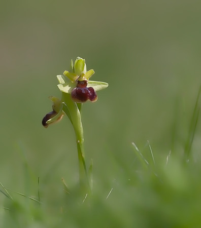 Early Spider-Orchid (Ophrys sphegodes )