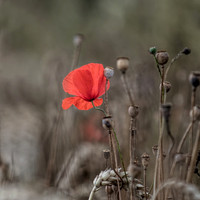 Field Poppy