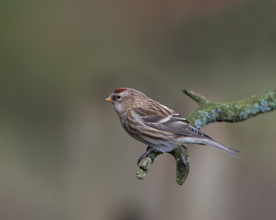 Lesser Redpoll