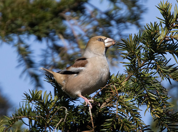 Female Hawfinch
