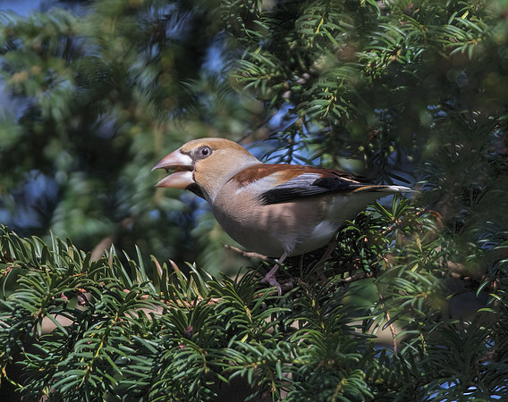 Hawfinch