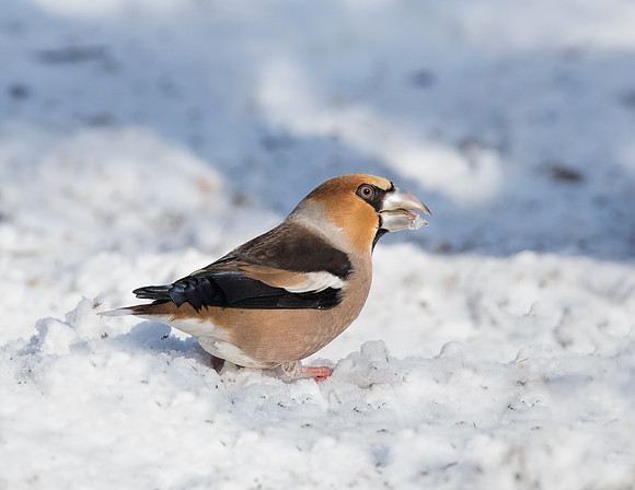 Hawfinch