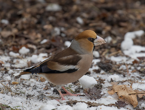 Male Hawfinch