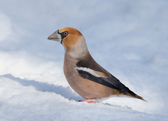 Male Hawfinch
