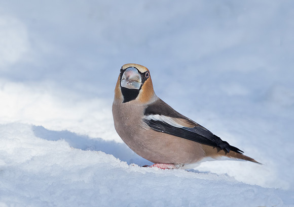 Male Hawfinch