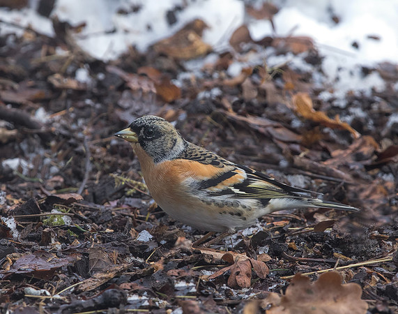 Male Brambling