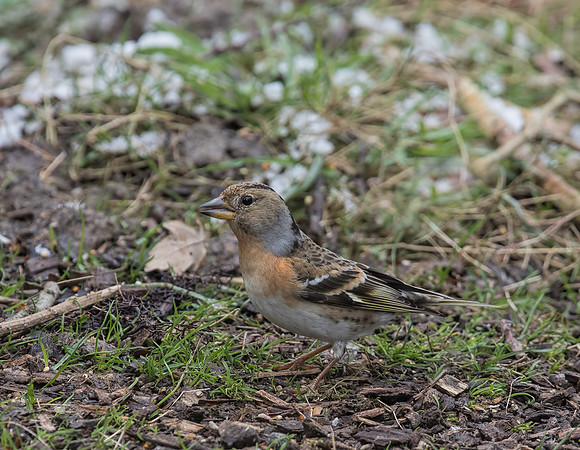 Female Brambling