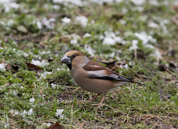 Female Hawfinch