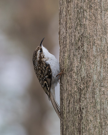 Treecreeper