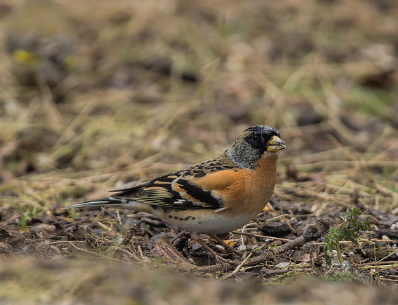 Male Brambling