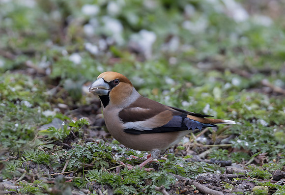 Male Hawfinch
