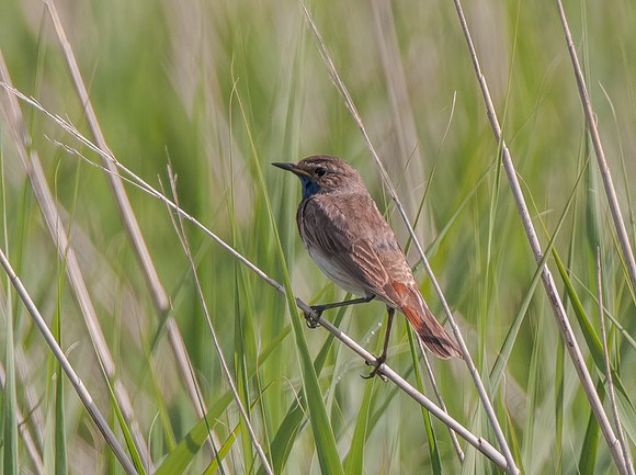 Male White -Spotted Bluethroat