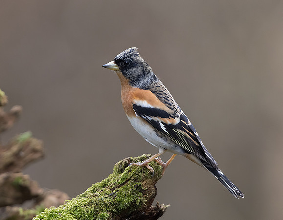 Male Brambling