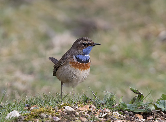 Male White-Spotted Bluethroat