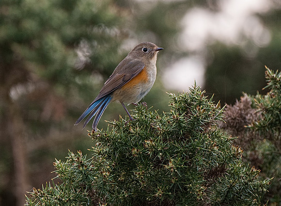 Red-flanked Bluetail
