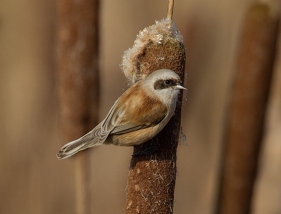 Penduline Tit