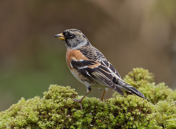 Male Brambling