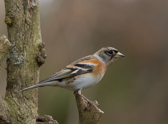 Male Brambling