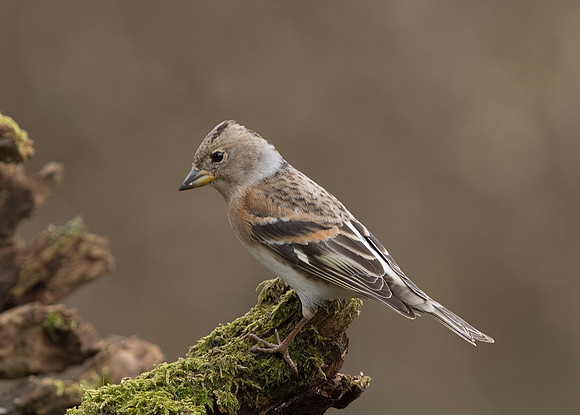 Female Brambling