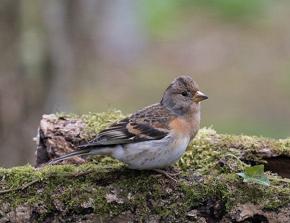 Female Brambling