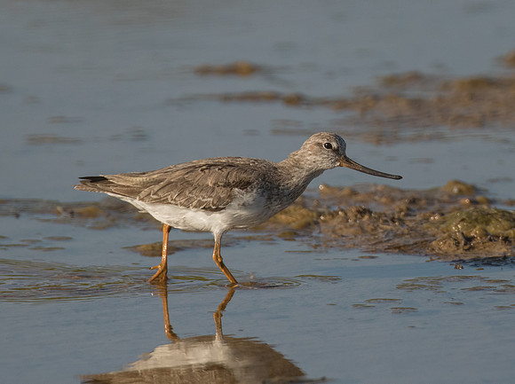 Terek Sandpiper