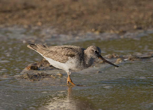 Terek Sandpiper