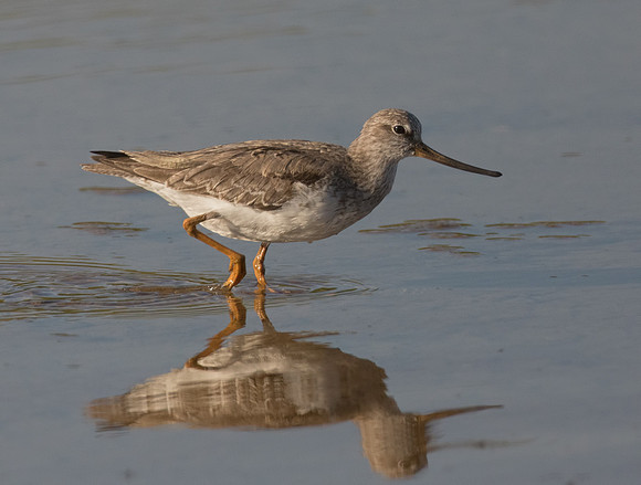 Terek Sandpiper