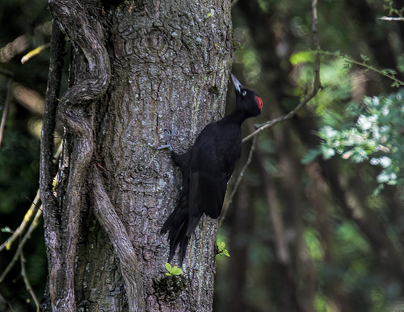 Female Black-Woodpecker