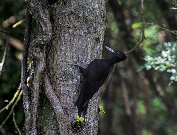 Female Black-Woodpecker
