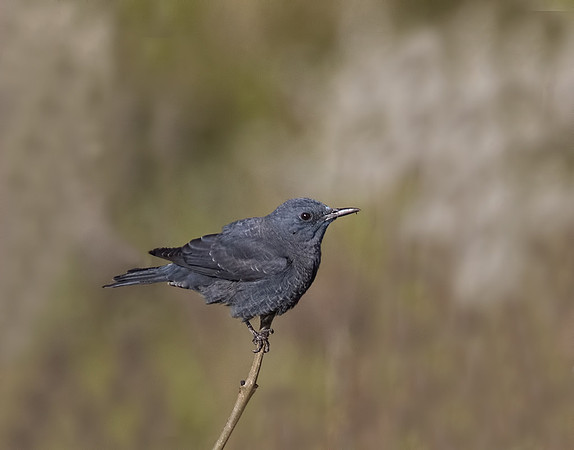 Blue Rockthrush
