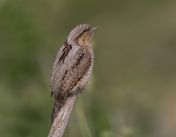 Wryneck