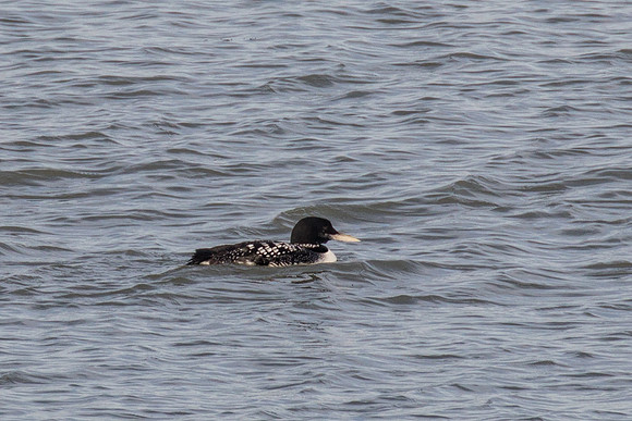 White Billed Diver