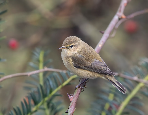 Chiffchaff (Phylloscopus collybita)