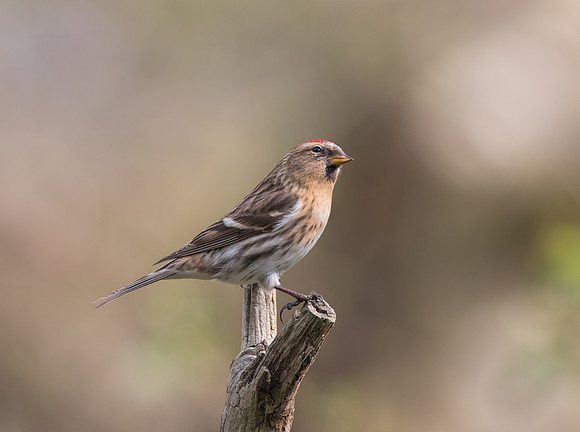 Female Lesser Redpoll ( Carduelis cabaret )