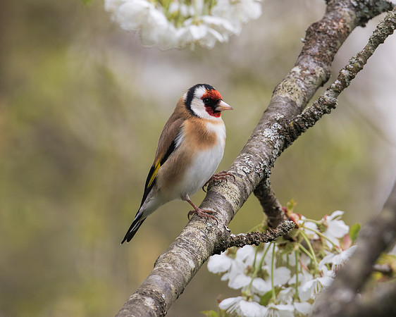 Goldfinch ( Carduelis carduelis )