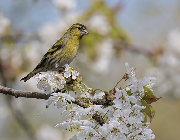Male Siskin  (Carduelis spinus )