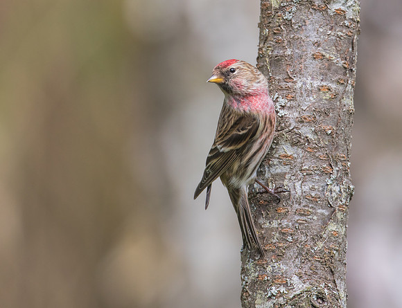 Male Lesser Redpoll (Carduelis cabaret)