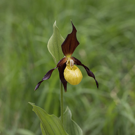 Lady's Slipper (Cypripedium calceolus)