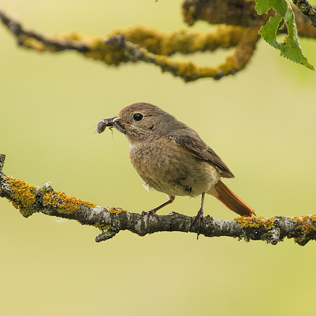 Female Common Redstart (Phoenicurus phoenicurus)