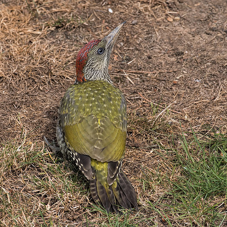 Juvenile Female Green Woodpecker ( Picus viridis)