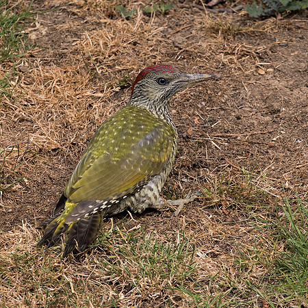Female Juvenile Green Woodpecker (Picus viridis)