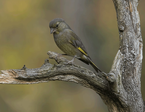 Greenfinch (Carduelis chloris)