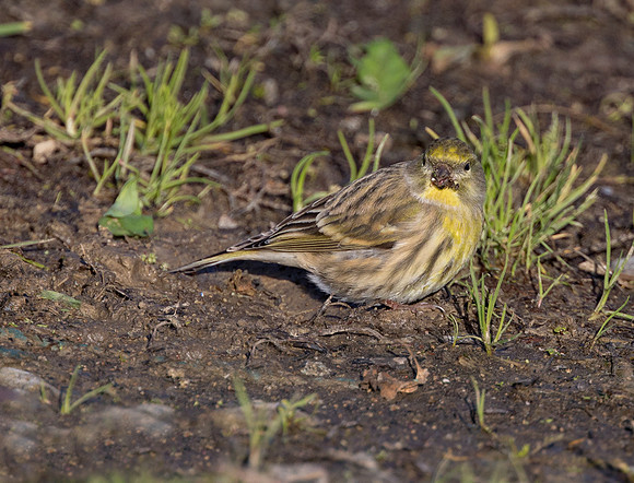 1st-Winter Male European Serin