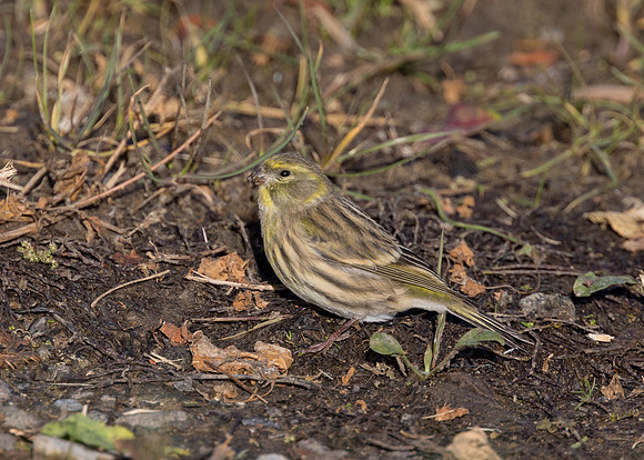 1st-Winter Male European Serin