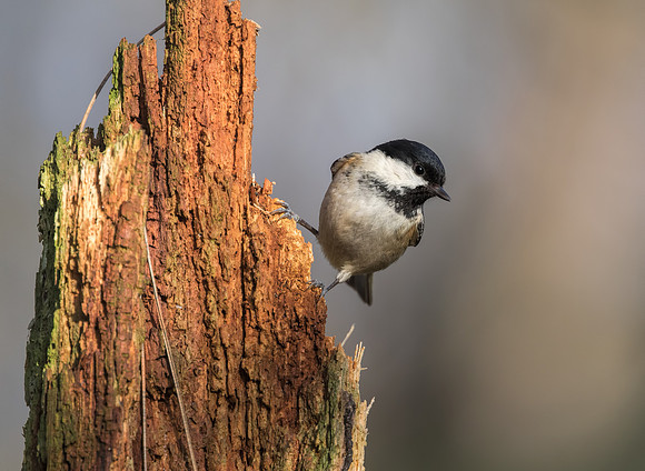 Coal Tit