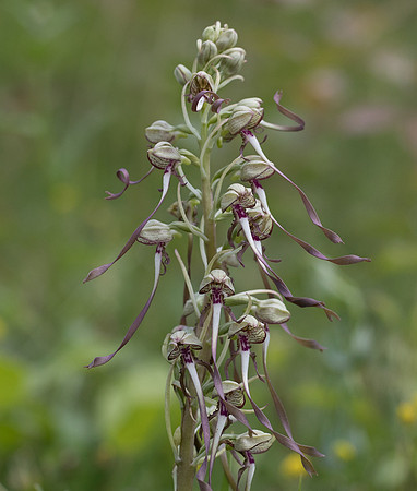 Lizard Orchid (Himantoglossum hircinum)