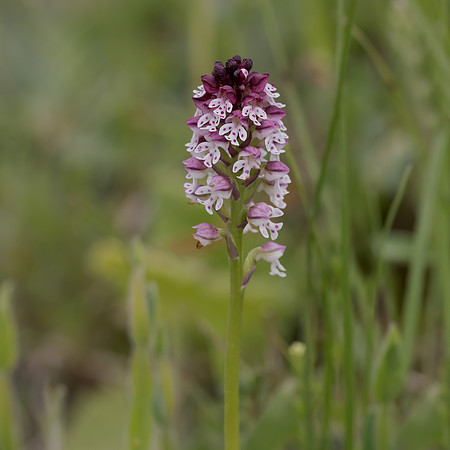 Burnt Tip Orchid (Orchis ustulata)